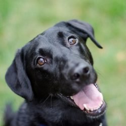K9 Training - Happy Lab