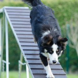 K9 Training - Agility